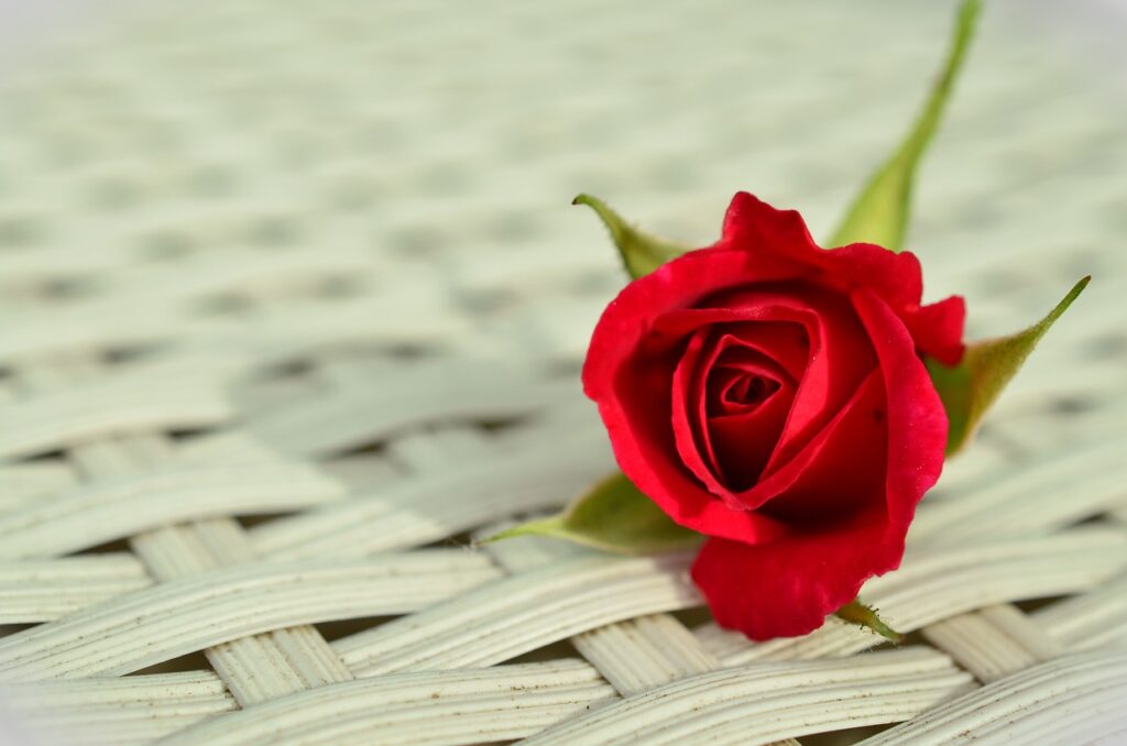 hd wallpaper, rose, red rose-812765.jpg